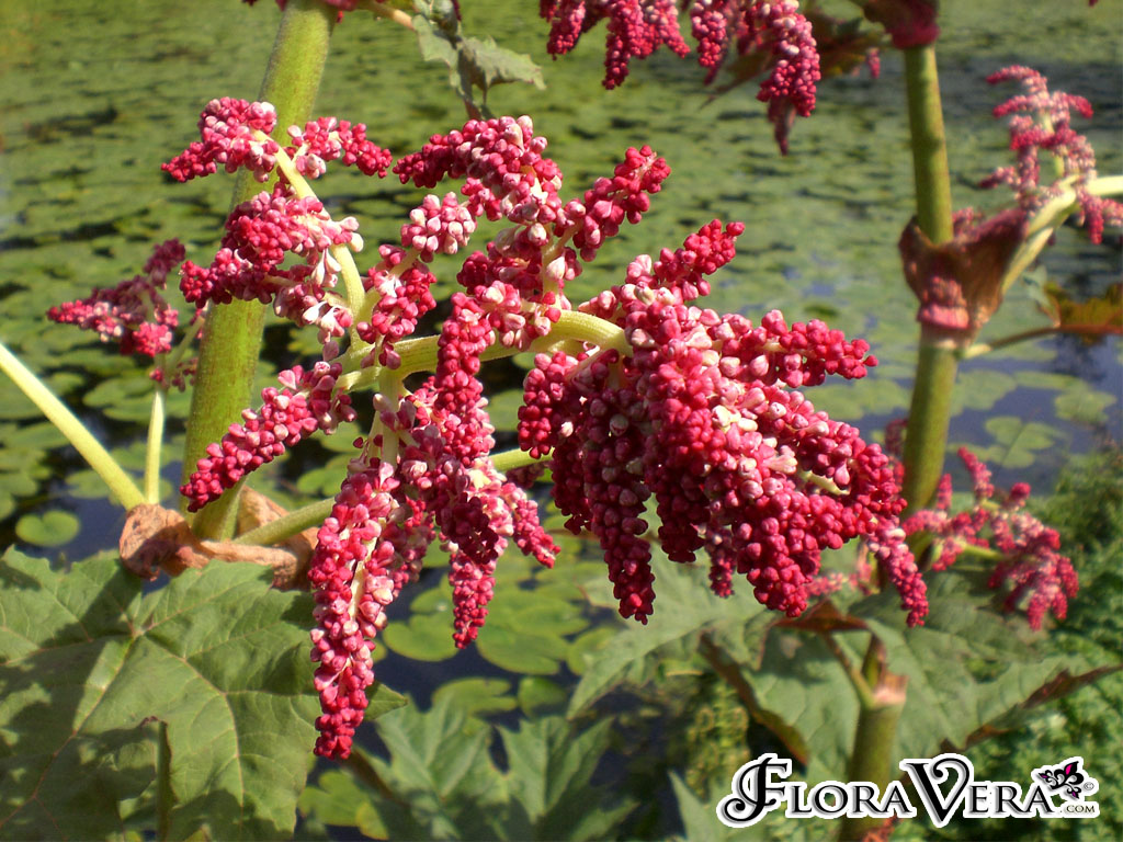 ریواس چینی - معرفی سبزی جات غیر برگی